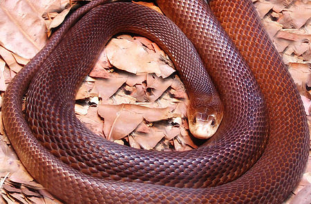 Tập tin:Coastal-Taipan.jpg