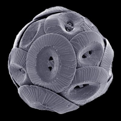 Coccolithophores are armour-plated