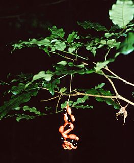 <i>Cojoba</i> Genus of legumes