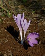 Colchicum hierosolymitanum