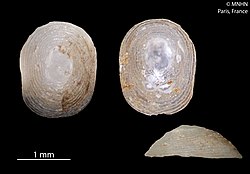 Colotrachelus hestica (MNHN-IM-2000-4953).jpeg