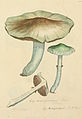 Coloured Figures of English Fungi or Mushrooms - t. 264.jpg