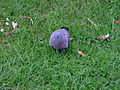 Columba oenas King George's Park 2.jpg