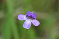 Pinguicula vulgaris