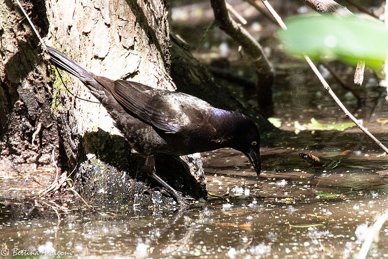 File:Common Grackle (male) Boy Scout Woods High Island TX 2018-04-11 13-11-01 (26932448267).jpg