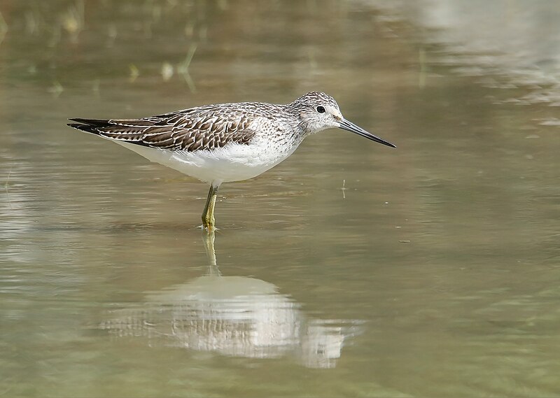 File:Common Greenshank (Tringa nebularia) (48700700273).jpg