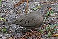 Common Ground-Dove - Columbina passerina, Corkscrew Audubon Sanctuary, Immokalee, Florida.jpg