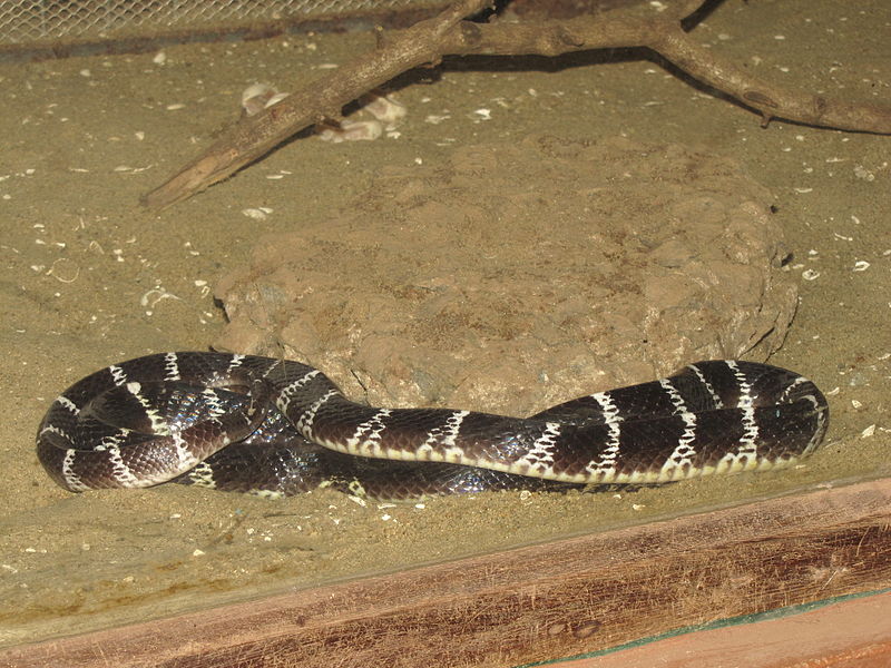File:Common Krait(Bungarus Caeruleus) in Parassinikadavu Snake Park.jpg