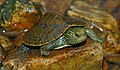 Common Map Turtle (Graptemys geographica) (50203339568) (cropped).jpg