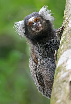 Yhteinen Marmoset 1280.jpg