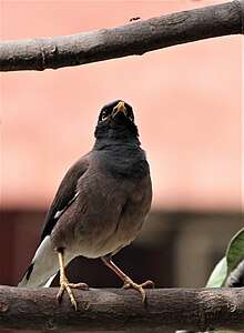 In Chandigarh Common myna in Chandigarh.jpg