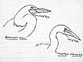 Comparison of Great Egret and Intermediate Egret Heads..jpg