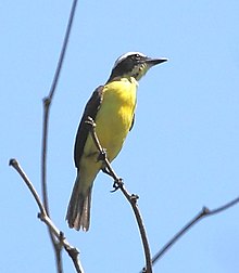 Conopias parvus - Kuning-throated Flycatcher.JPG