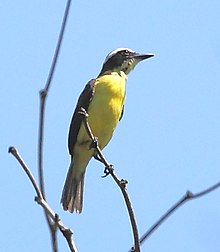 Conopias parvus - сары тамақты Flycatcher.JPG