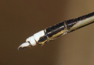 Copera marginipes, male