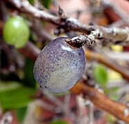 Blue-flecked fruit