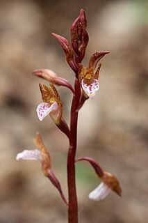 <i>Corallorhiza wisteriana</i> Species of orchid