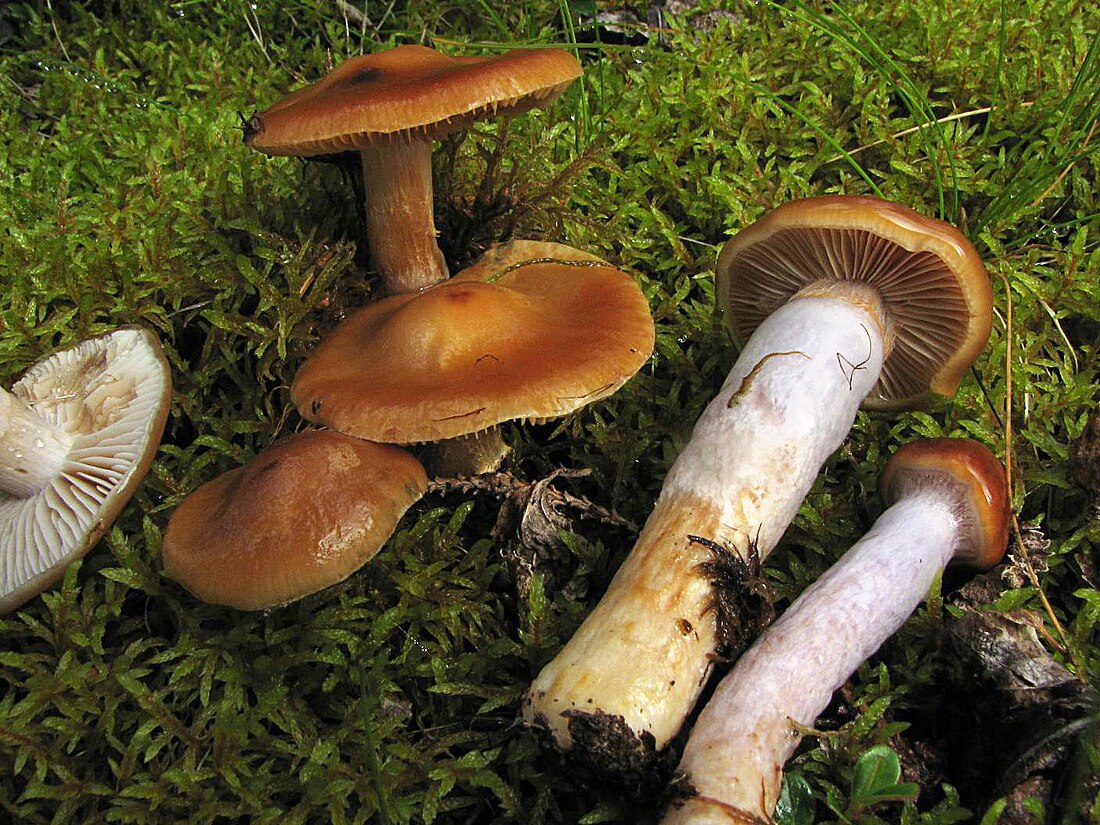 Cortinarius collinitus