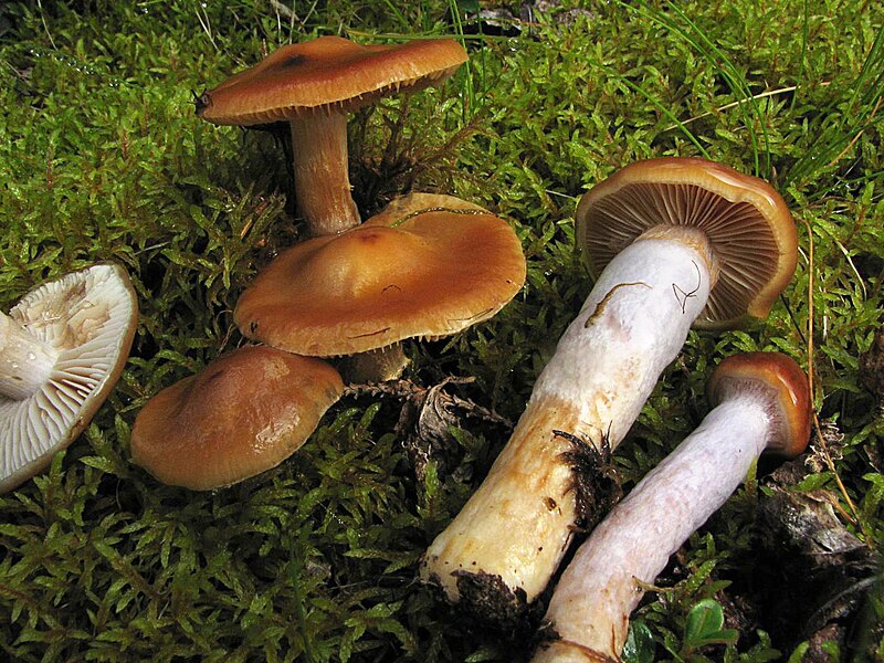 File:Cortinarius collinitus.jpg