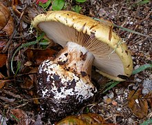 Cortinarius xanthodryophilus 186396.jpg