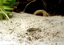 Corydoras pygmaeus