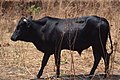 Cows in Zambia 13.jpg