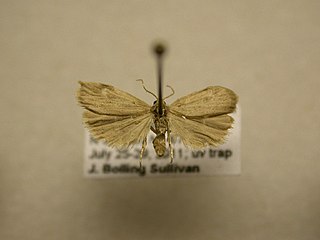 <i>Crambidia pallida</i> Species of moth