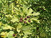 Crataegus pentagyna FruitsLeaves BotGardBln0906.JPG