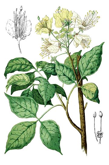 File:Crateva religiosa Blanco1.176-cropped.jpg