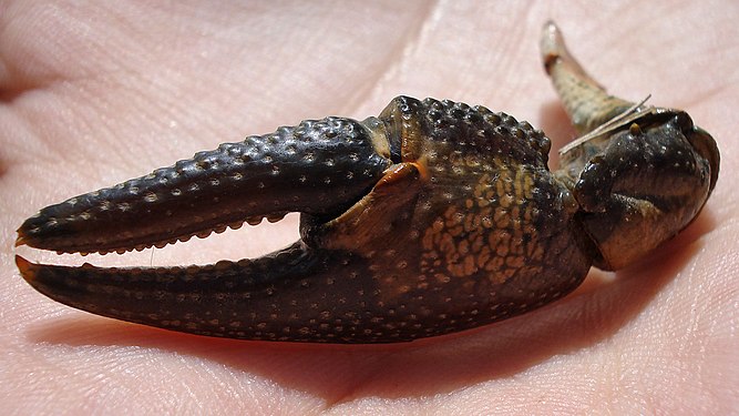 Crayfish (Astacoidea) Claw