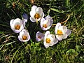 Crocus 'Blue Pearl'