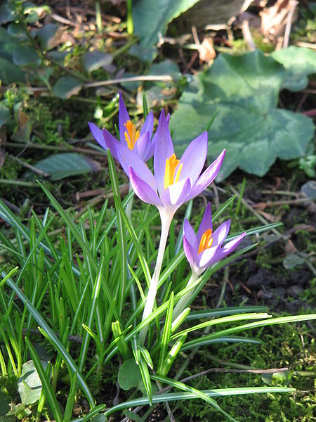 File:Crocus tommasinianus wild form03.jpg