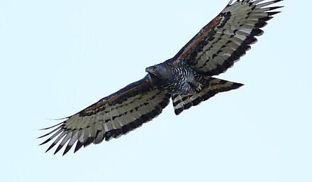An adult crowned eagle in flight.