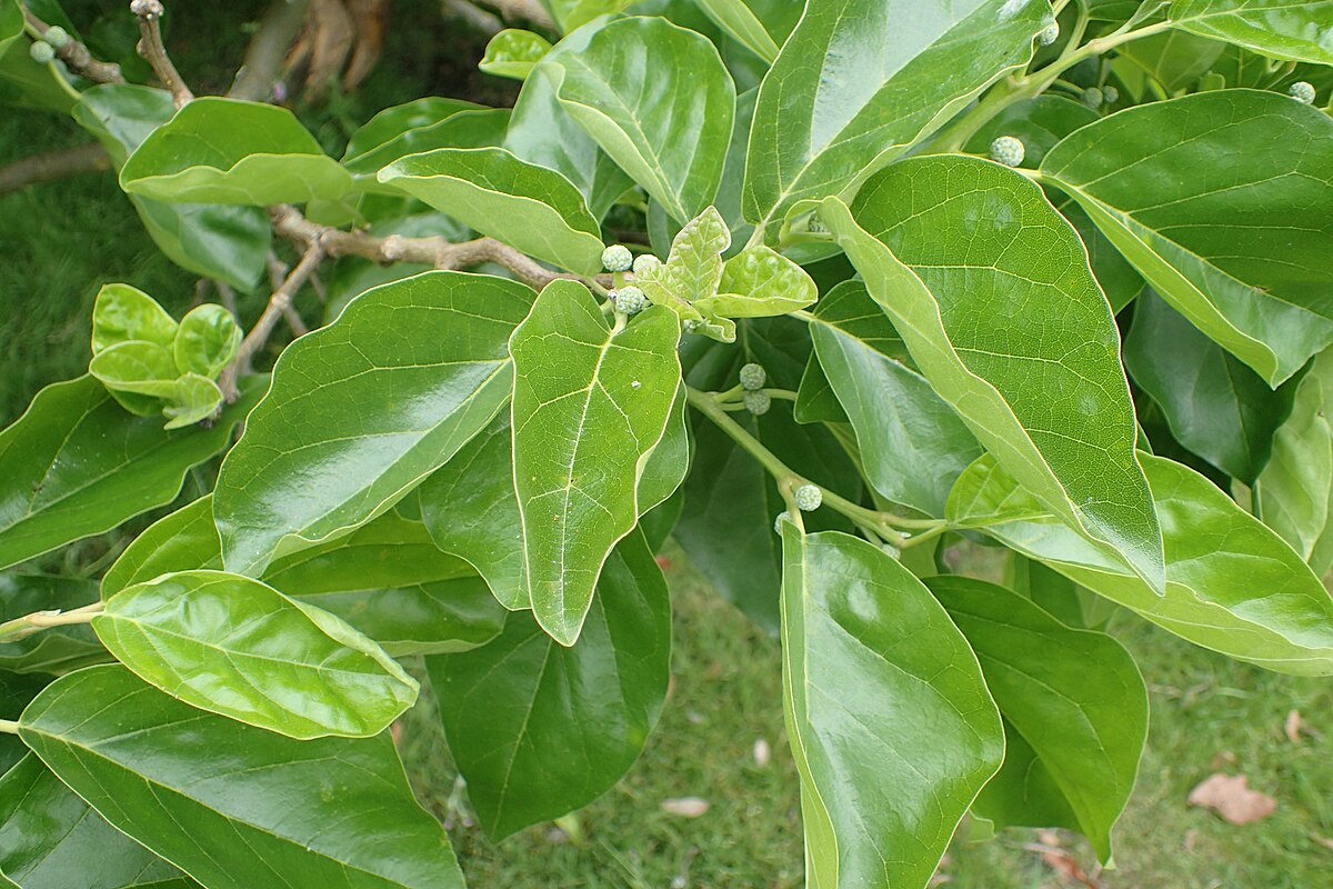 Idothea tricuspidata