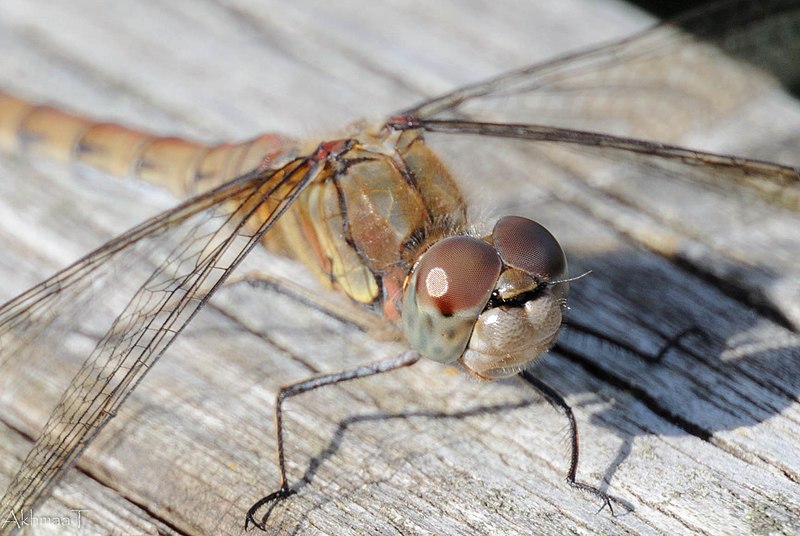 File:Curious Dragonfly (36583169994).jpg