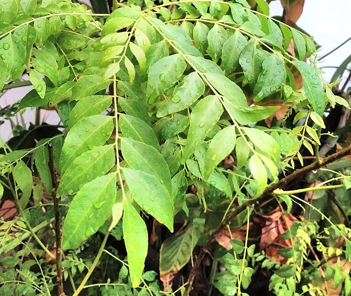 File:Curry leaves fig2.jpg