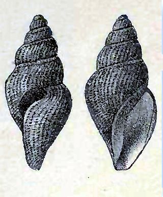 <i>Curtitoma decussata</i> Species of gastropod