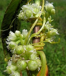 Cuscuta australis.jpg