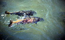 Trout spawning showing typical anamniote external fertilization