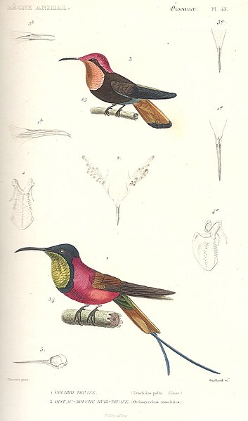 File:Cuvier-43-Colibri rubis topaze et Colibri topaze.jpg