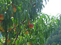 Персиковый сад
