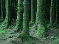 Forêt sombre et moussue