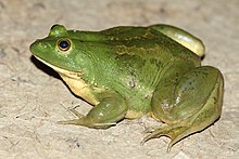 Euphlyctis hexadactylus from India Davidraju Euphlyctis hexadactylus.jpg