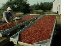 Fil:De cranberry cultuur op Terschelling.ogv