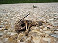 Dead Killdeer hatchling (egg in background)