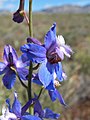 Delphinium parishii