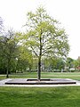 Monument parkeergarage aan de straat Trift ter herinnering aan de Celler Hasenjagd (massamoord in de nazi-tijd)