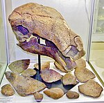 The holotype on display with a reconstructed lower jaw Denversaurus.jpg