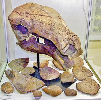 Original skull and osteoderms on Display at Black Hills Institute of Geological Research Denversaurus.jpg