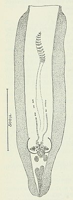 Male end of the body with alae, excretion porus and some papillae, ventral, scale 0.5 mm